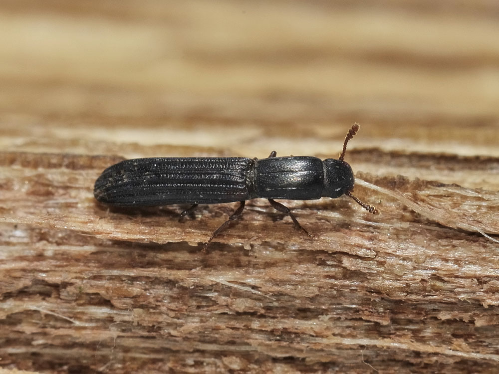 Colydium elongatum (cf.) (Zopheridae)